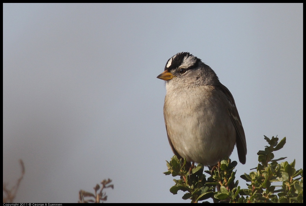 1225-113215-01.jpg - White-crowned Sparrow
