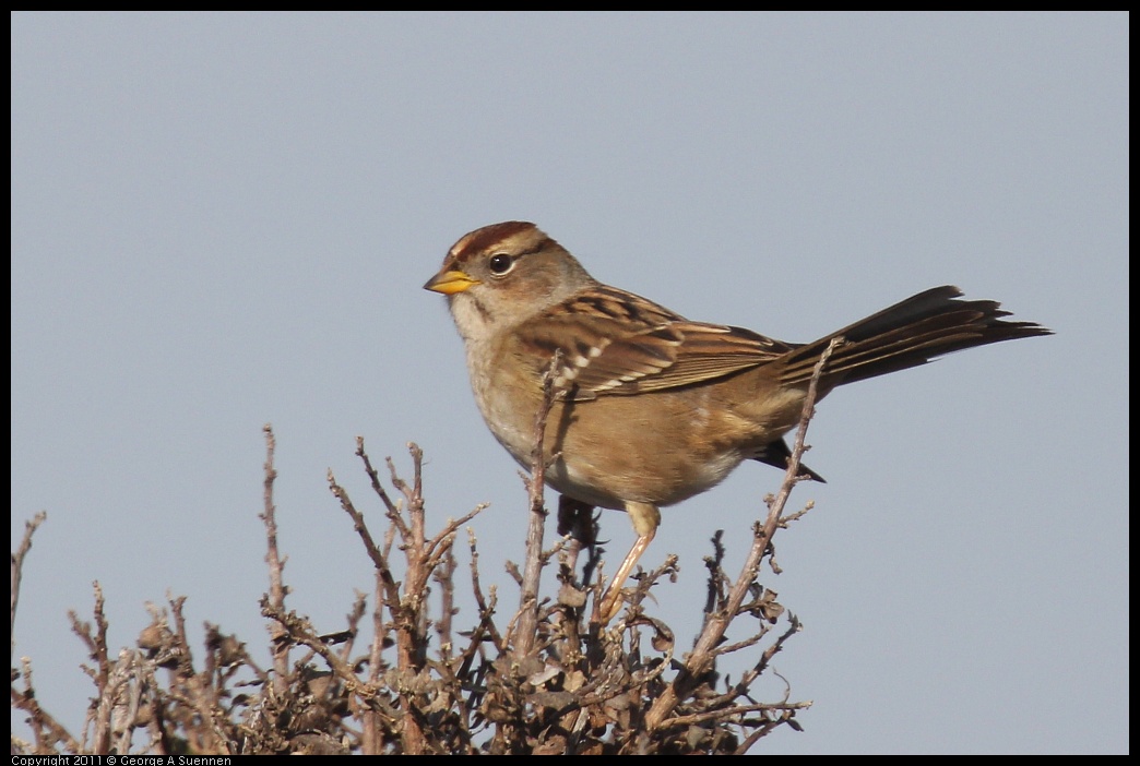 1225-113341-01.jpg - White-crowned Sparrow