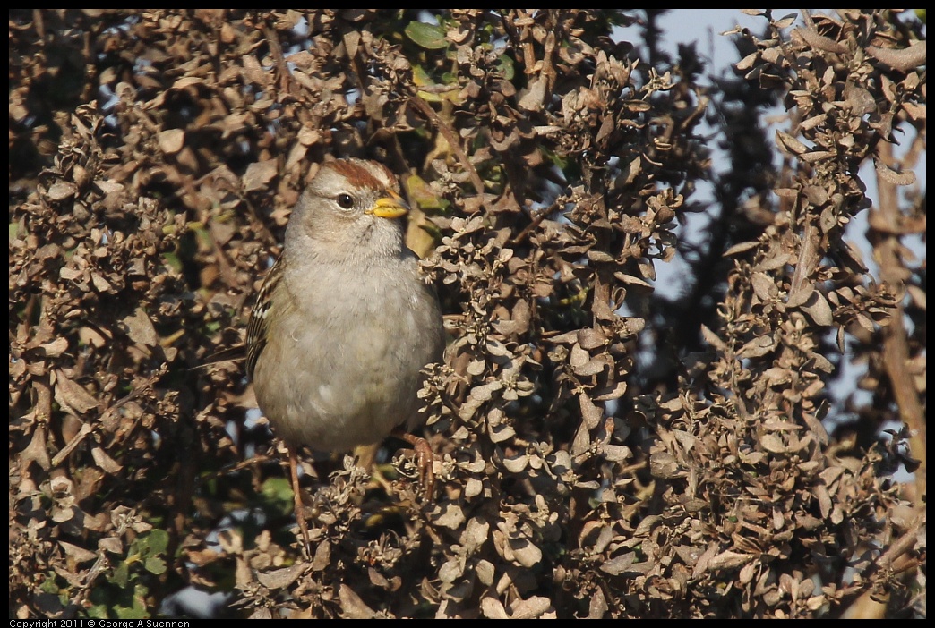 1225-113349-04.jpg - White-crowned Sparrow