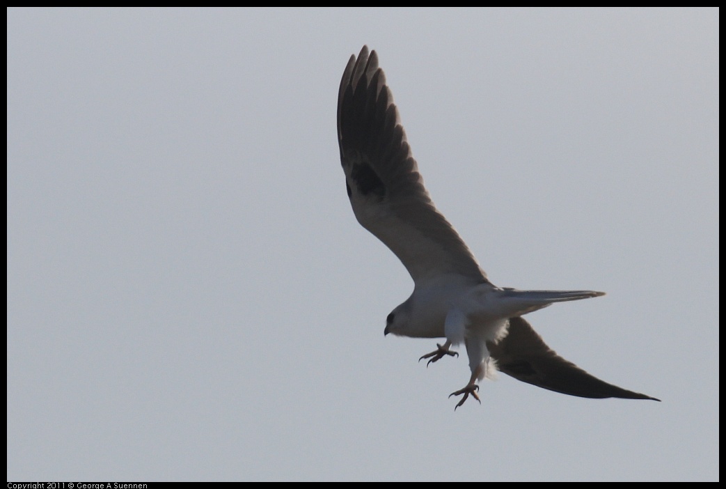 1225-114735-02.jpg - White-tailed Kite