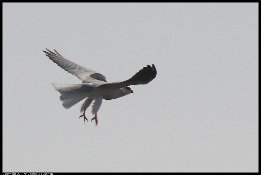 1225-114738-01.jpg - White-tailed Kite