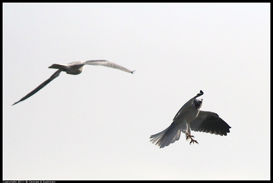 1225-114738-04.jpg - White-tailed Kite