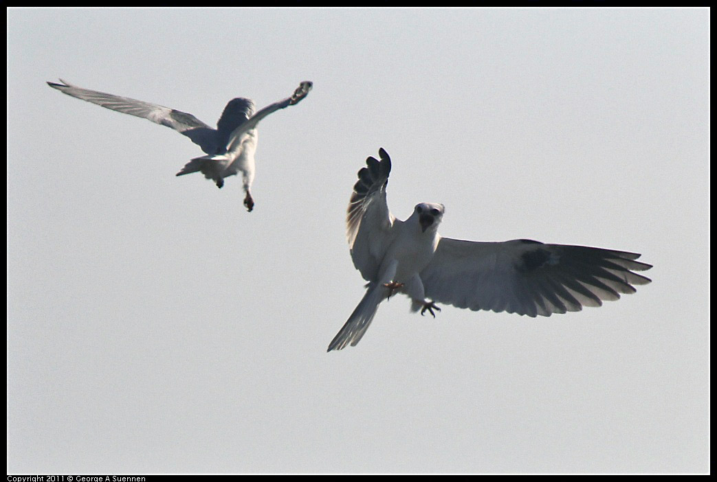 1225-114739-01.jpg - White-tailed Kite