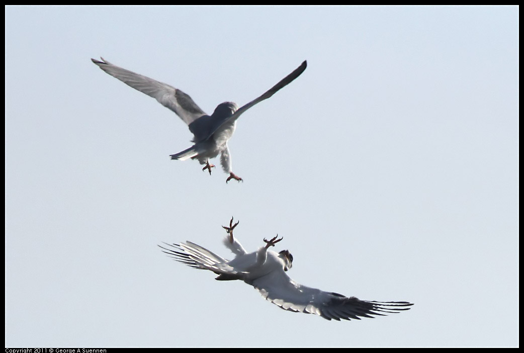1225-114739-02.jpg - White-tailed Kite