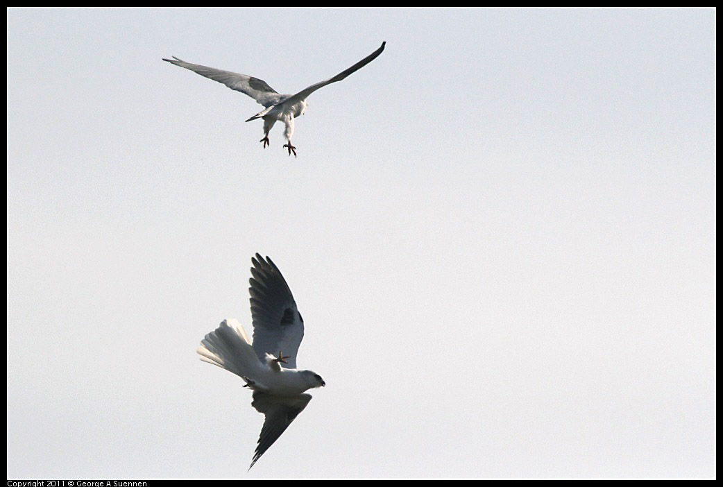 1225-114739-03.jpg - White-tailed Kite