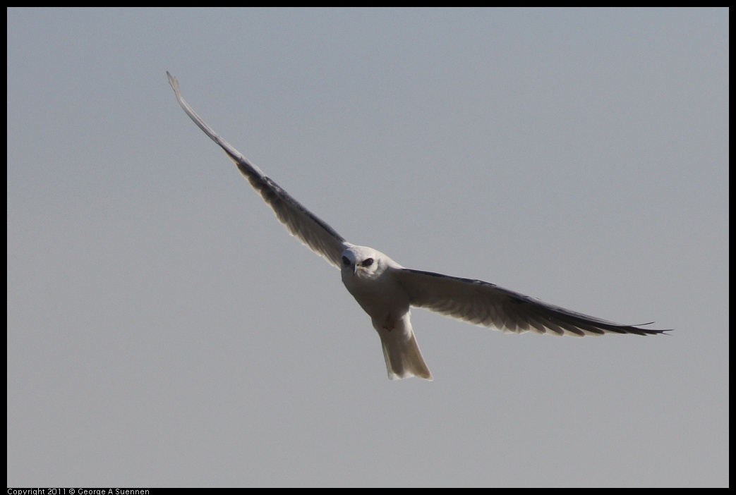 1225-114754-01.jpg - White-tailed Kite