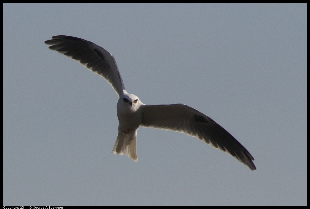1225-114754-02.jpg - White-tailed Kite