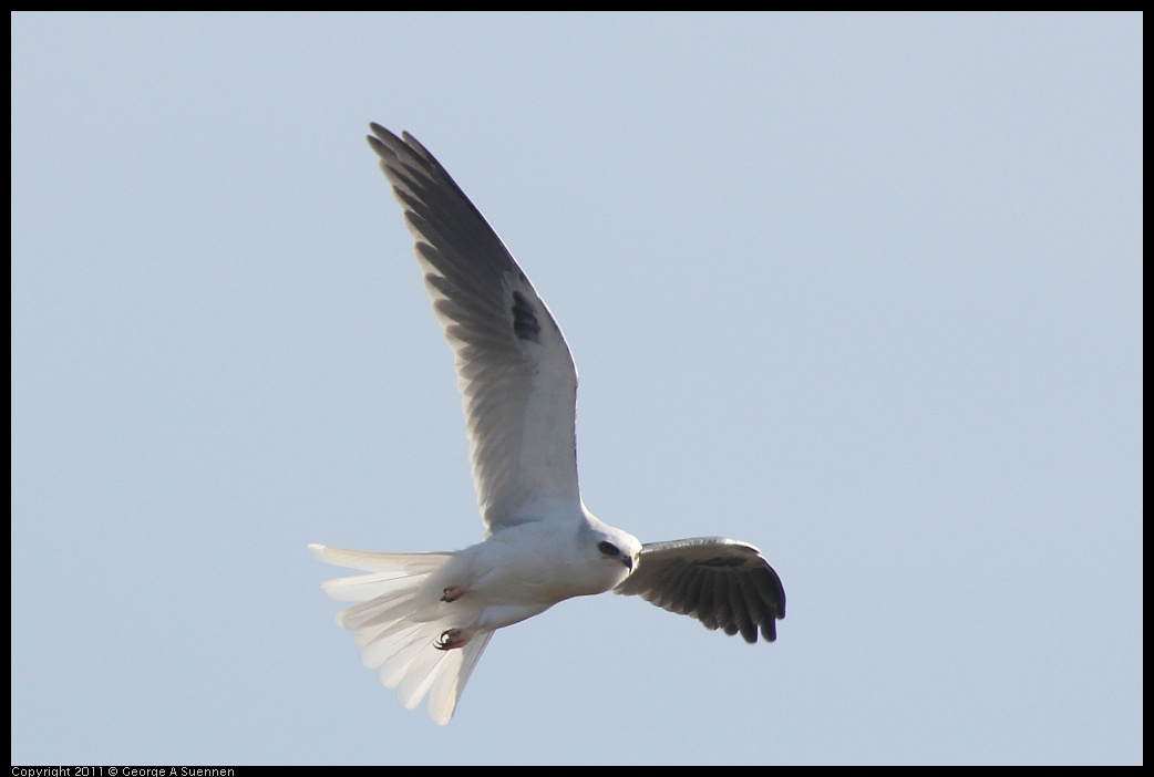 1225-114755-04.jpg - White-tailed Kite