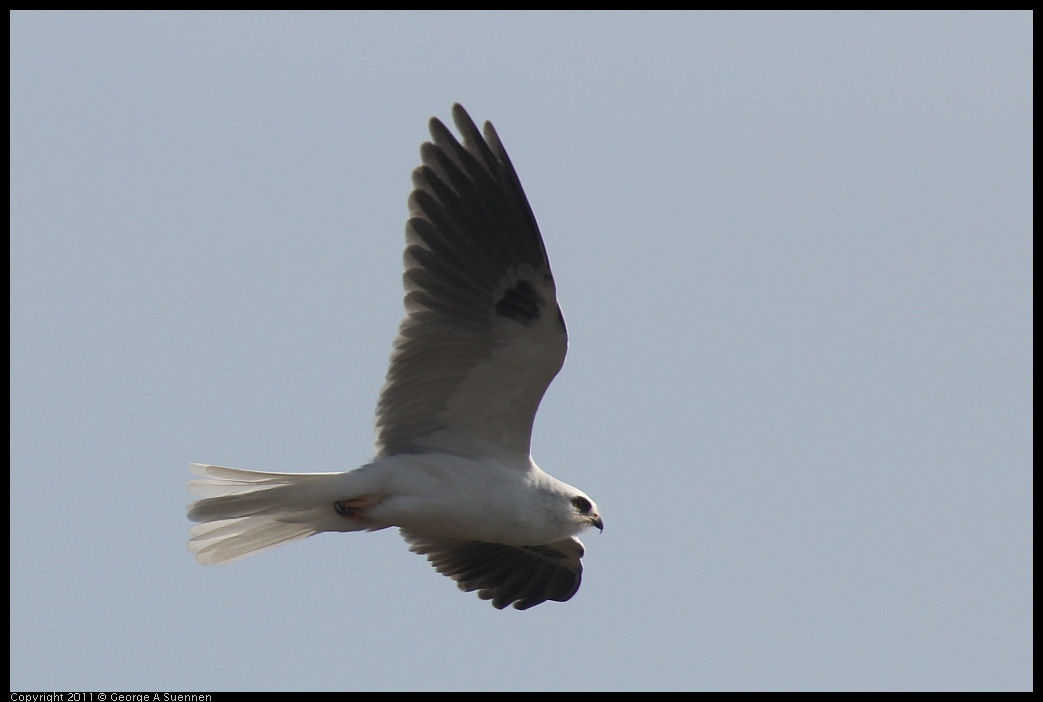 1225-114756-03.jpg - White-tailed Kite