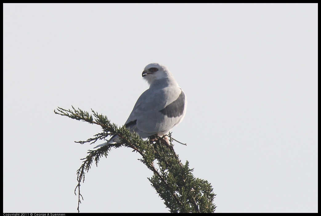 1225-114858-01.jpg - White-tailed Kite