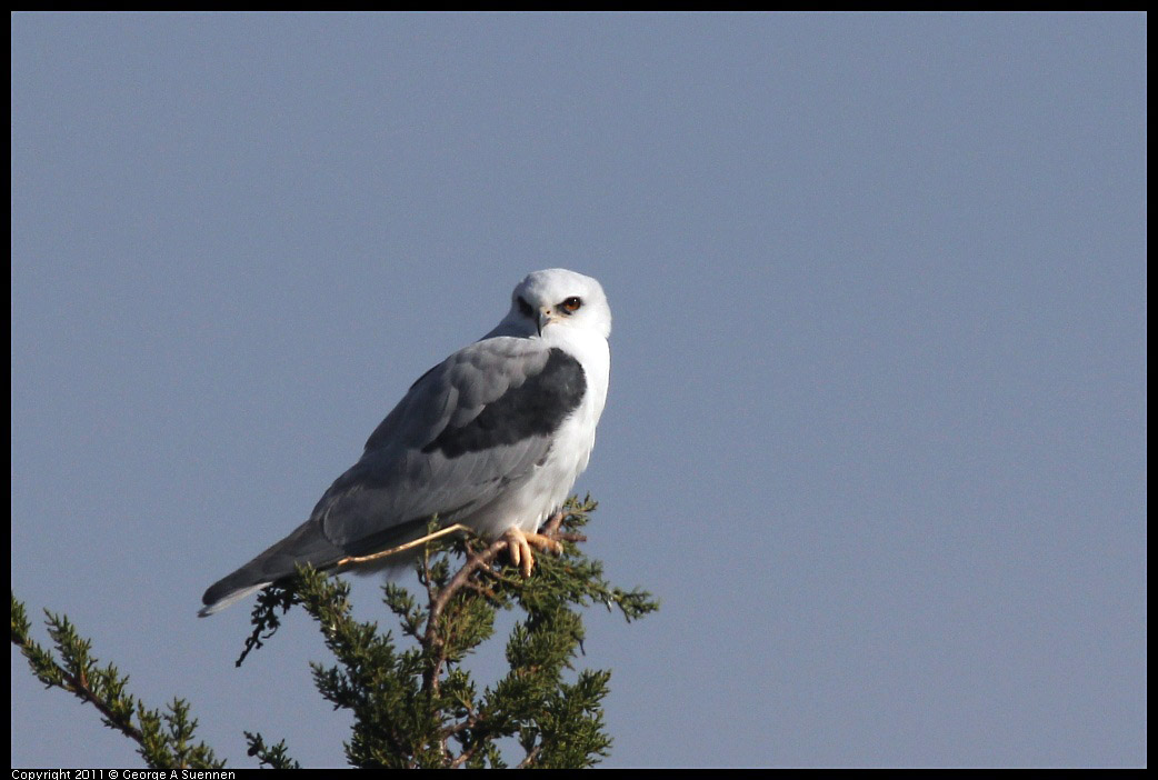 1225-115036-01.jpg - White-tailed Kite