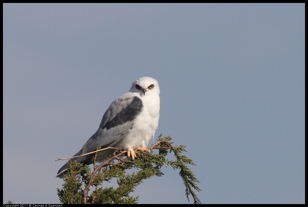 1225-115118-03.jpg - White-tailed Kite