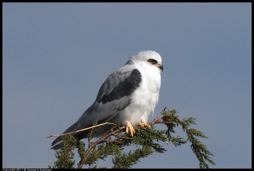 1225-115200-02.jpg - White-tailed Kite