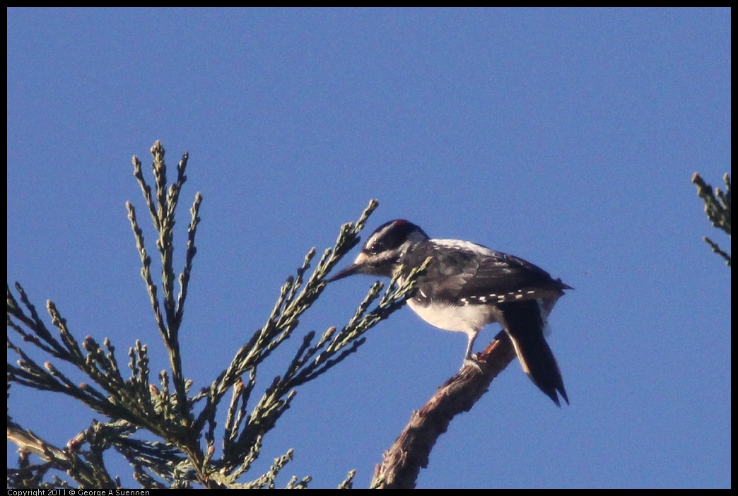 1227-092105-02.jpg - Hairy Woodpecker