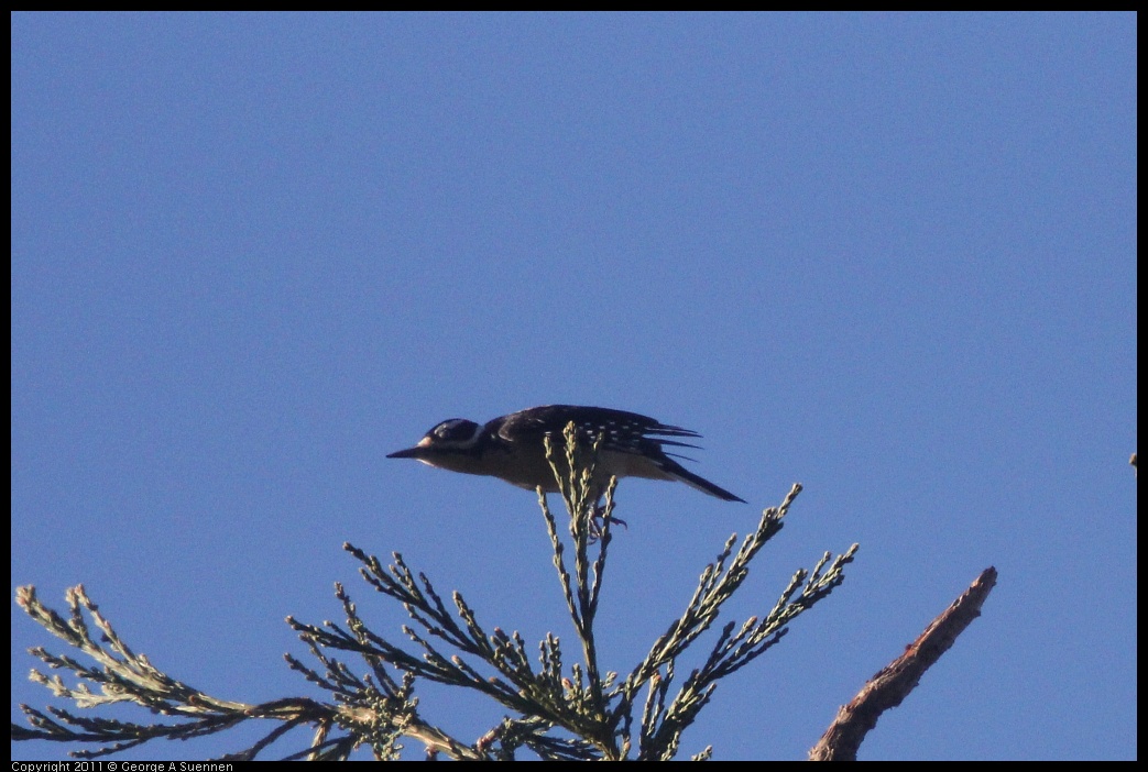 1227-092105-05.jpg - Hairy Woodpecker