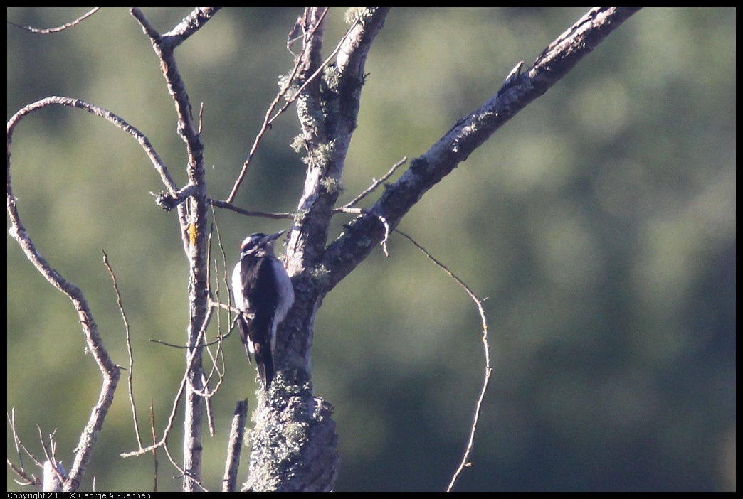 1227-093028-02.jpg - Hairy Woodpecker