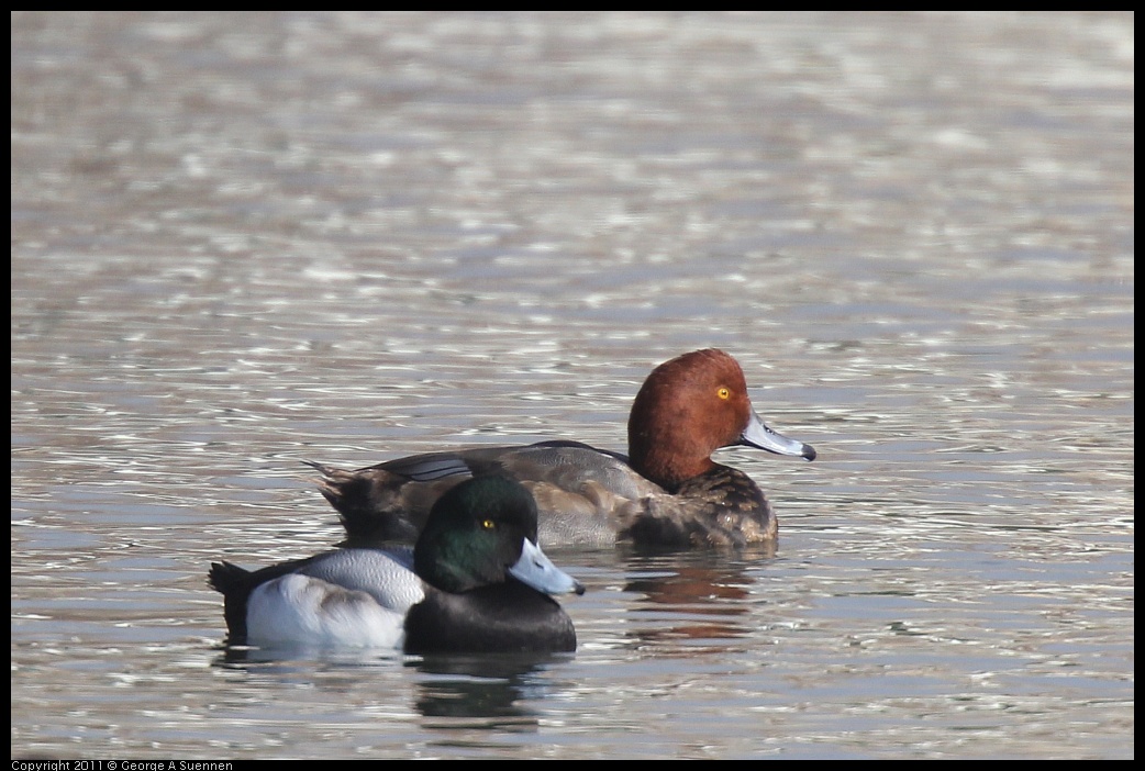 1227-110858-01.jpg - Redhead and Greater Scaup