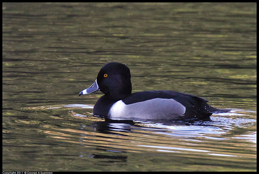 1231-150120-02.jpg - Ring-necked Duck