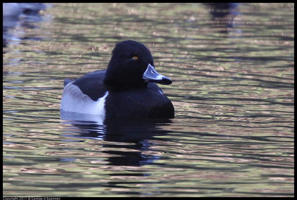 1231-150145-01.jpg - Ring-necked Duck