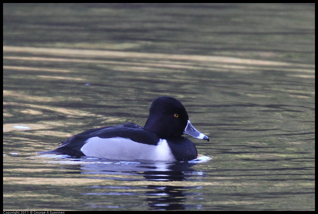 1231-150221-03.jpg - Ring-necked Duck