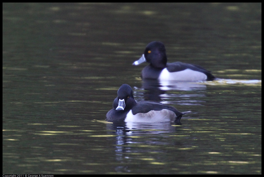 1231-150500-03.jpg - Ring-necked Duck