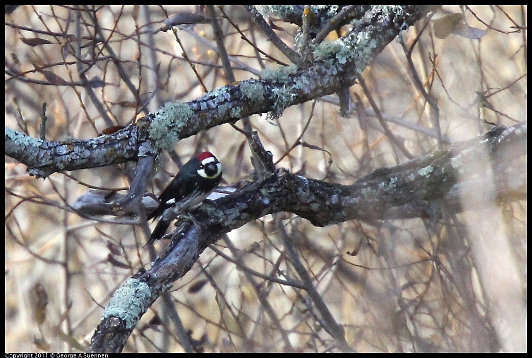 1231-120920-01.jpg - Acorn Woodpecker