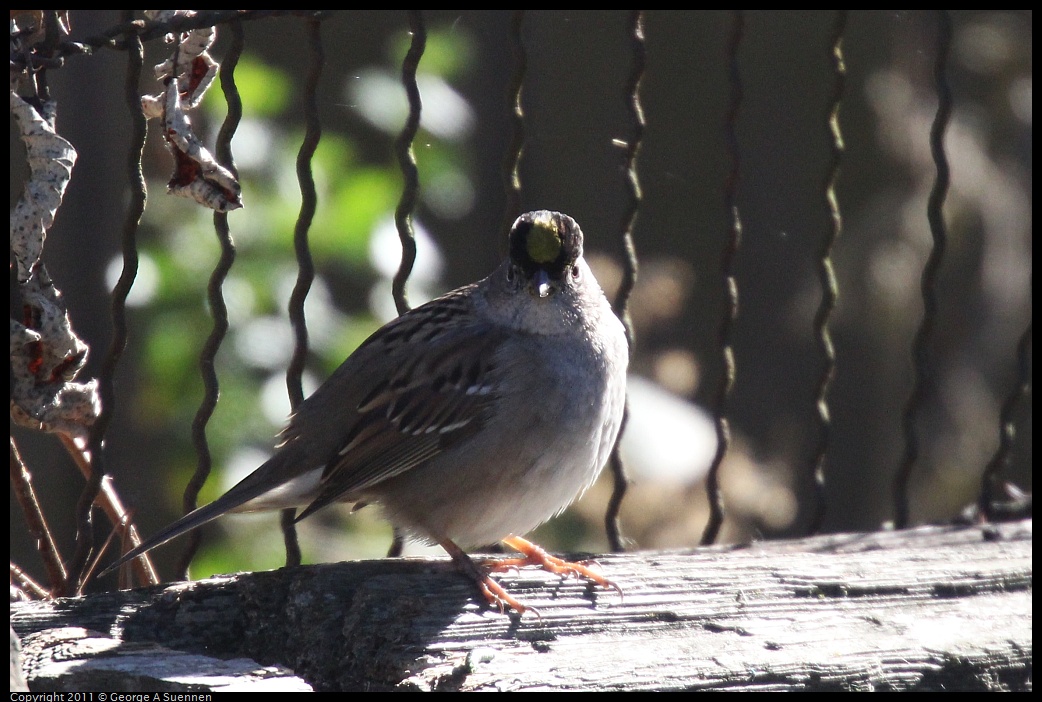 1231-122731-02.jpg - Golden-crowned Sparrow