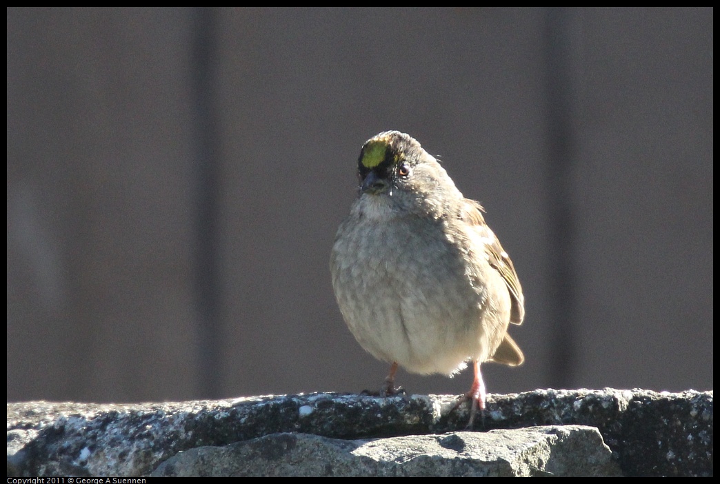 1231-122748-01.jpg - Golden-crowned Sparrow