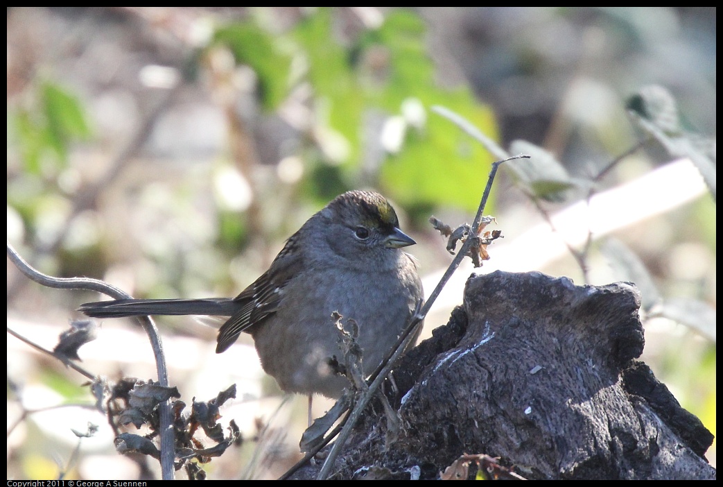1231-122805-03.jpg - Golden-crowned Sparrow