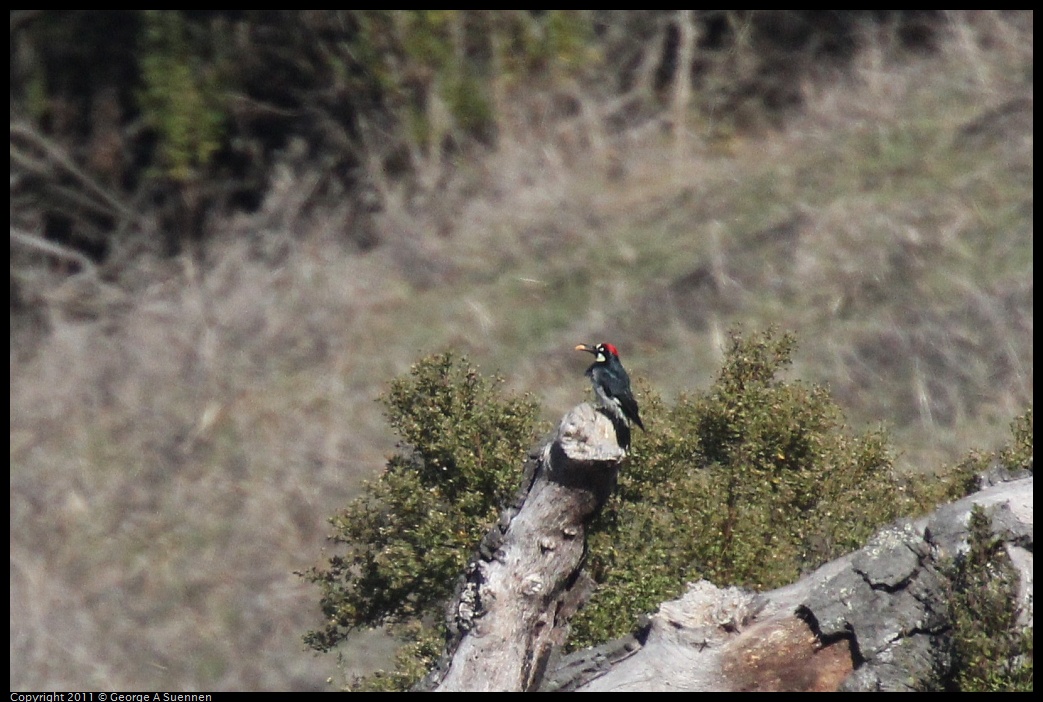 1231-123238-03.jpg - Acorn Woodpecker