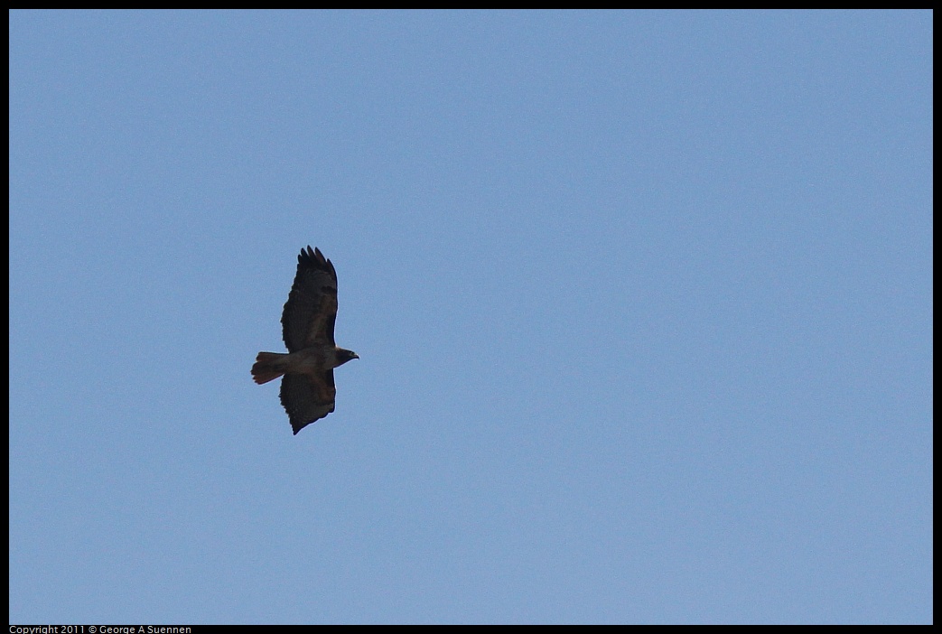 1231-124842-02.jpg - Red-tailed Hawk