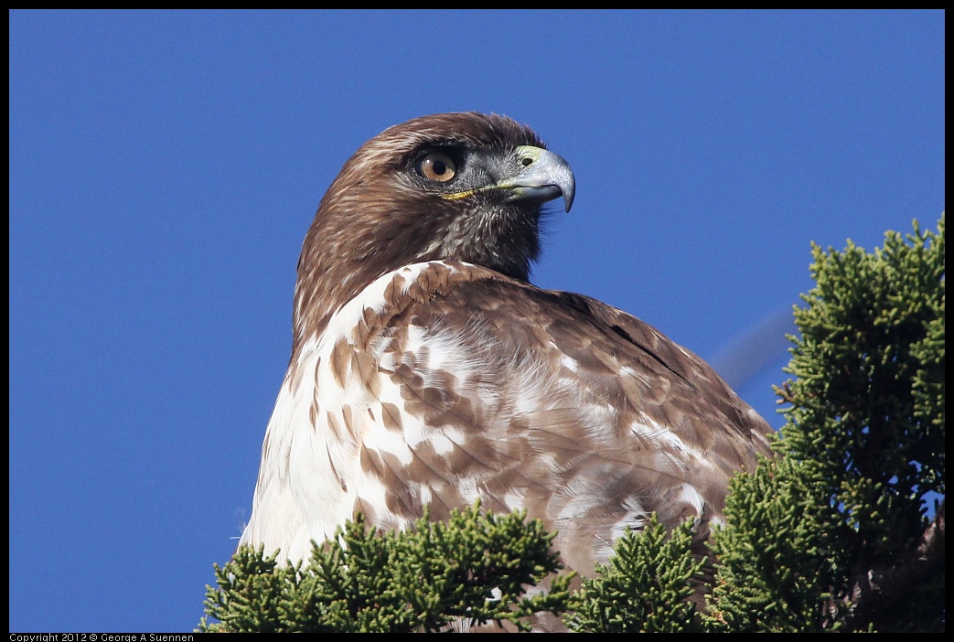 
Red-tailed Hawk, Juvenile - Arrowhead Marsh, Oakland, Ca - Jan 21

