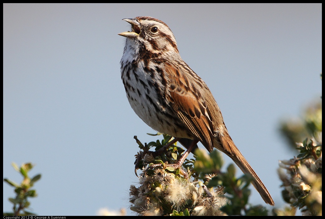 
Song Sparrow - Arrowhead Marsh, Oakland, Ca - Feb 4
