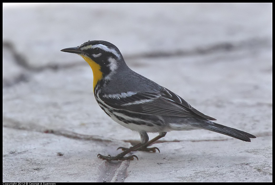 
Yellow-throated Warbler - Cozumel, Mexico - Feb 21
