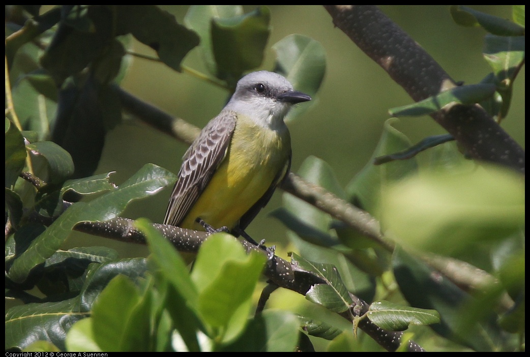 
Tropical Kingbird - Costa Maya, Mexico - Feb 22
