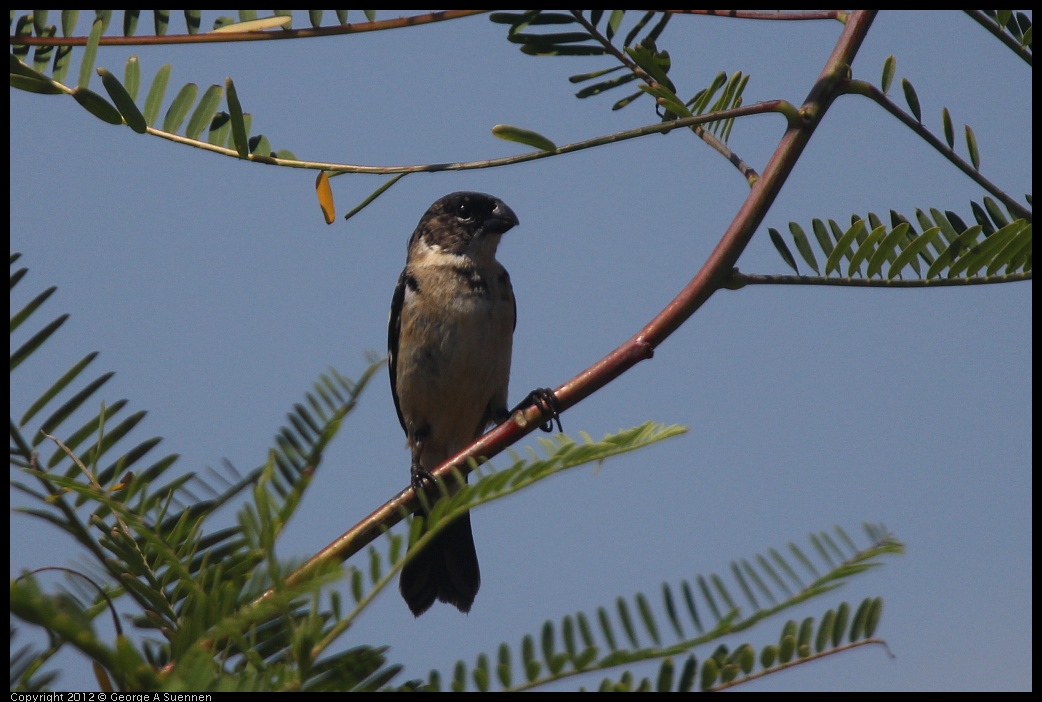 
White-collared Seedeater - Costa Maya, Mexico - Feb 22
