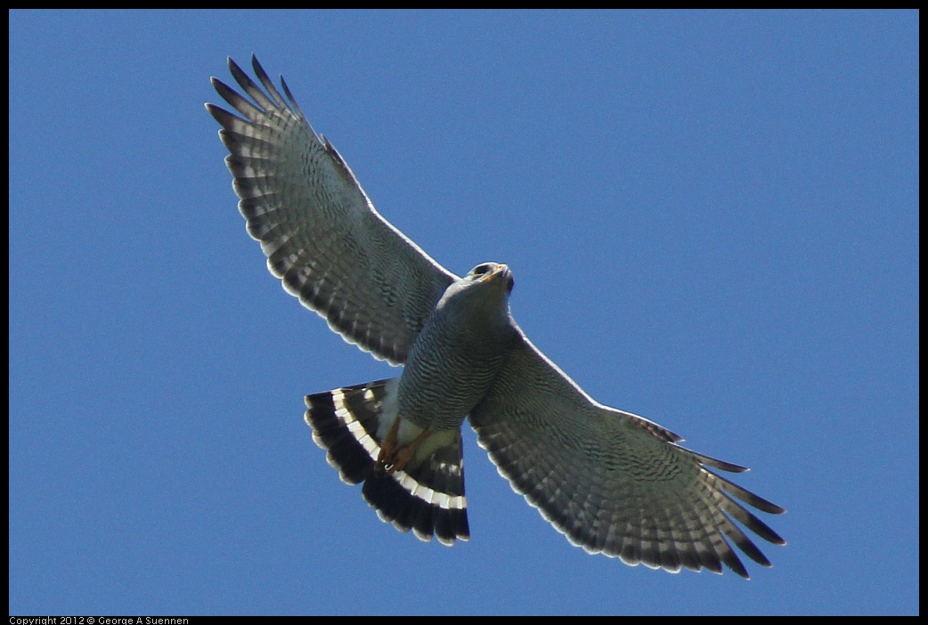 
Gray Hawk - Roatan, Honduras - Feb 23
