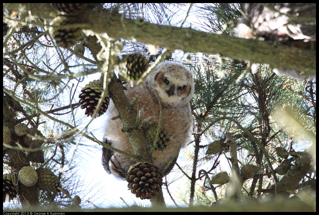 
Great Horned Owlet - Goldengate Park, SF, Ca - Mar 3
