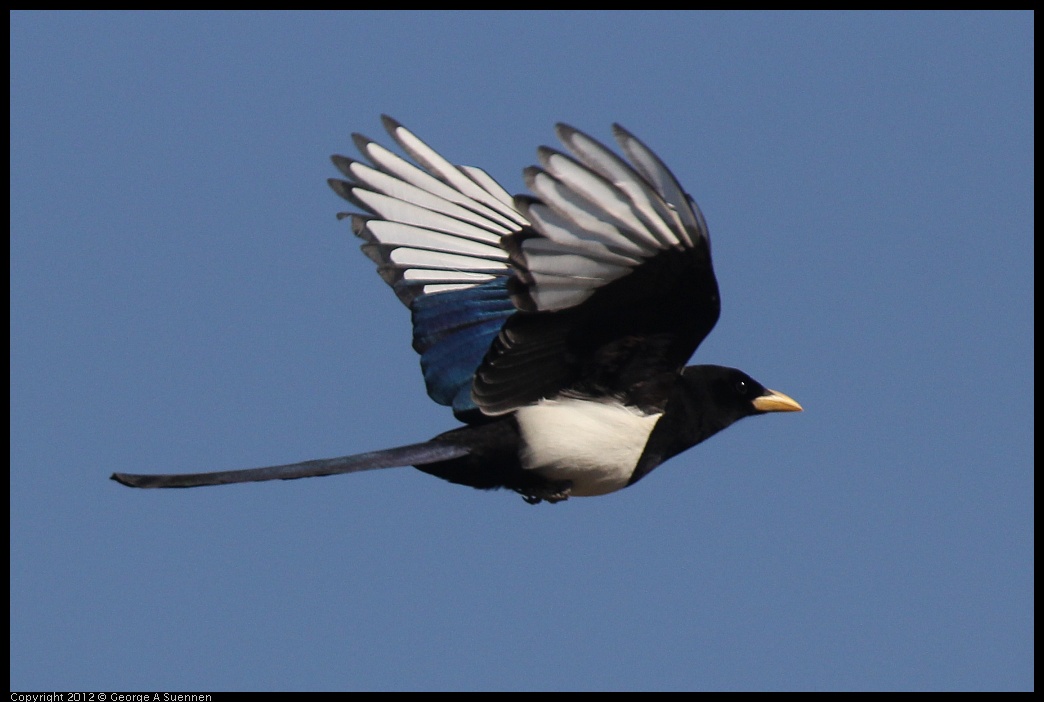 
Yellow-billed Magpie - Mines Road, Livermore, Ca - Mar 9
