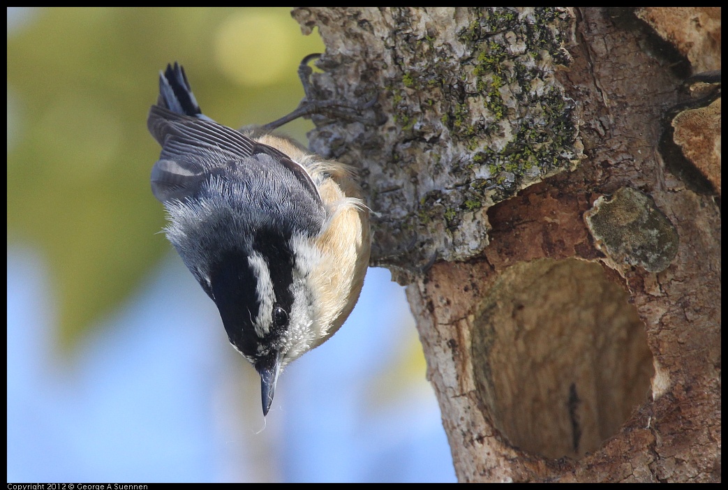 
Red-breasted Nuthatch - Berkeley, Ca - Mar 4
