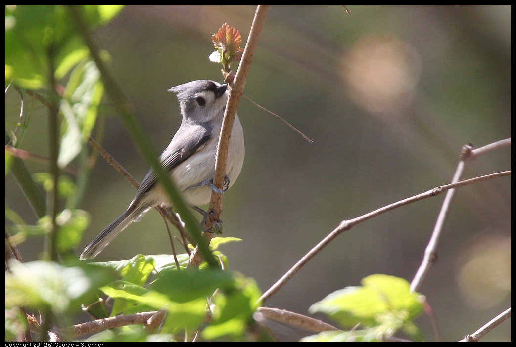 
Tufted Titmouse - Lake Roland, Md - Apr 9
