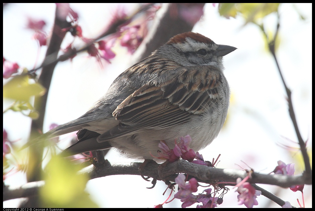 
Chipping Sparrow, Ft Smallwood Park, Md - Apr 10
