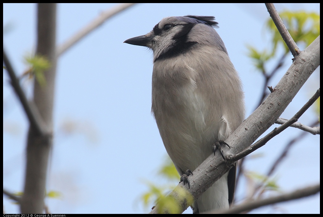 
Blue Jay, Ft Smallwood Park, Md - Apr 10
