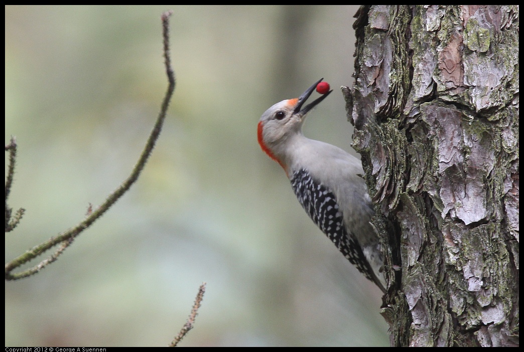 
Red-bellied Woodpecker - Blackwater NWR, Md - Apr 12
