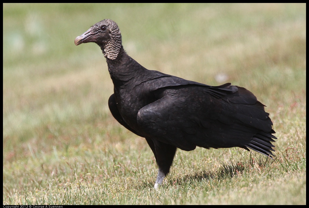 
Black-headed Vulture - Richtie Highway,  Md - Apr 14
