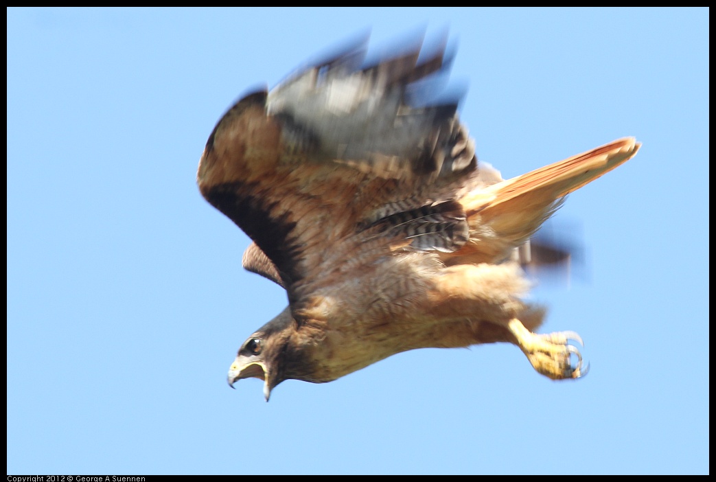 
Red-tailed Hawk - Lake Chabot Regional Park, Ca - Jul 22
