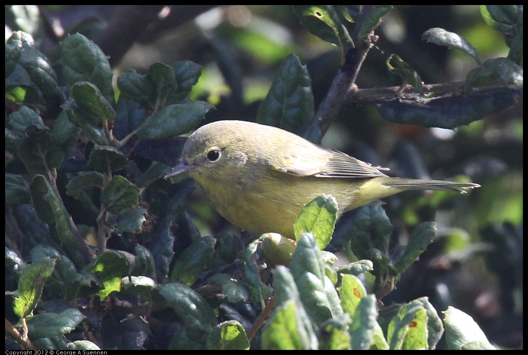 
Yellow Warbler - Albany Hill, Albany, Ca - Sep 27
