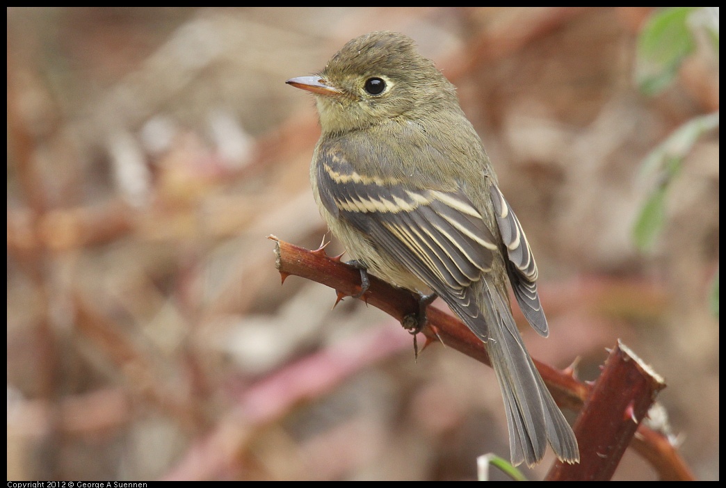 
Pacific-slope Flycatcher - East Wash, SF, Ca - Sept 29
