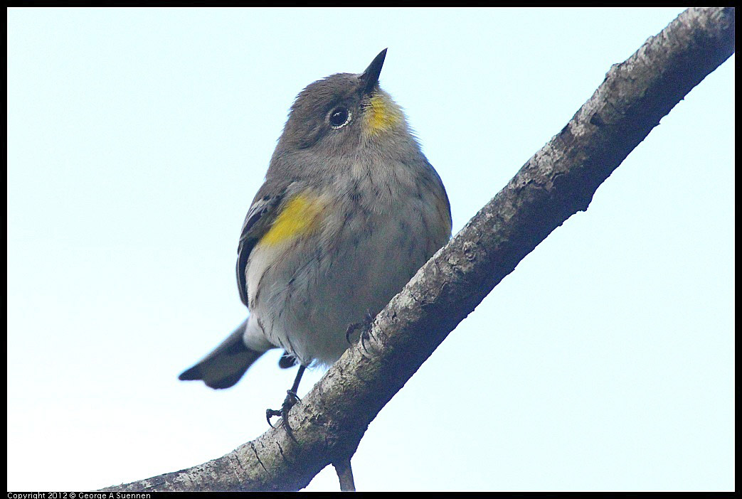 
Yellow-rumped Warbler  - Jewel Lake, Tilden Park, Berkeley, Ca -
