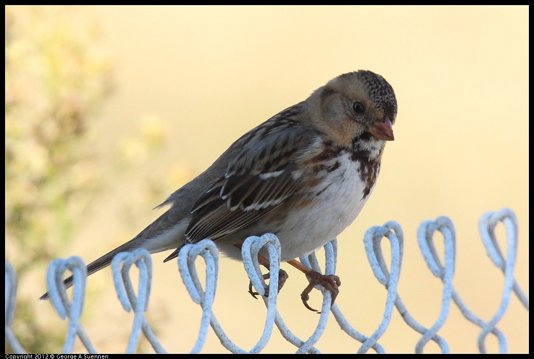 
Harris's Sparrow - Hayward Shoreline, Hayward, Ca - Nov 11
